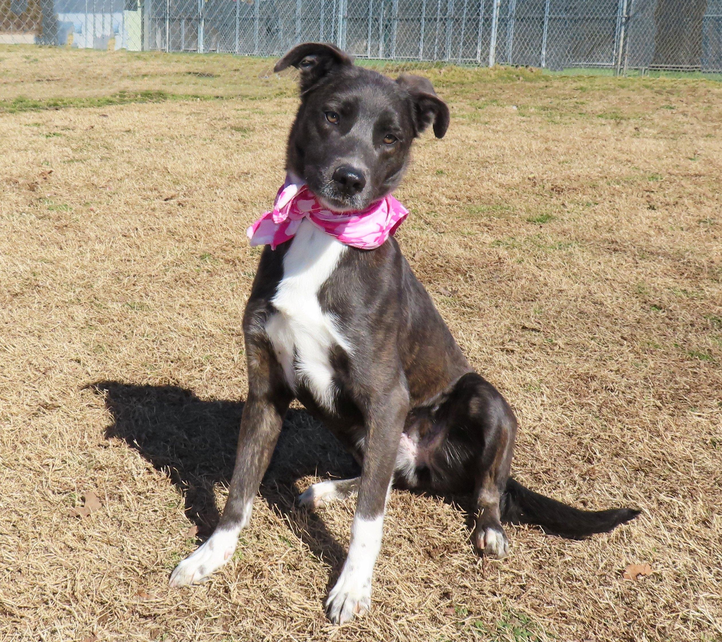 Enlarge Mira  26C-340, a ADOPTABLE mixed breed in Rogers, AR image 3/5