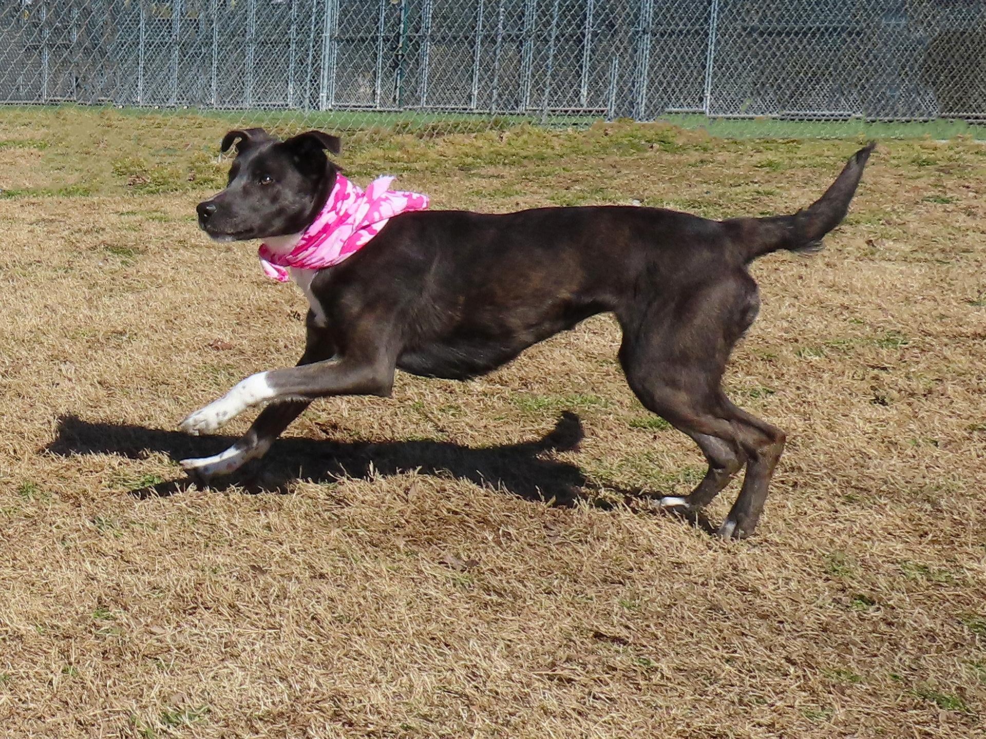Enlarge Mira  26C-340, a ADOPTABLE mixed breed in Rogers, AR image 4/5