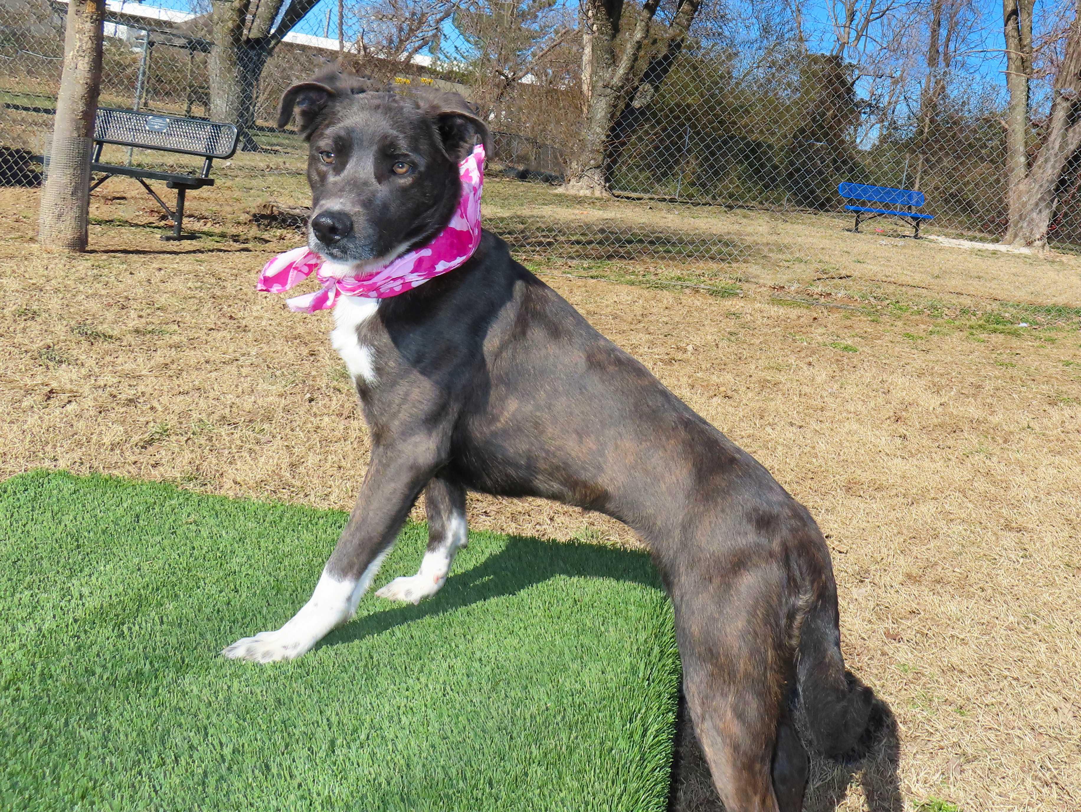 Enlarge Mira  26C-340, a ADOPTABLE mixed breed in Rogers, AR image 5/5