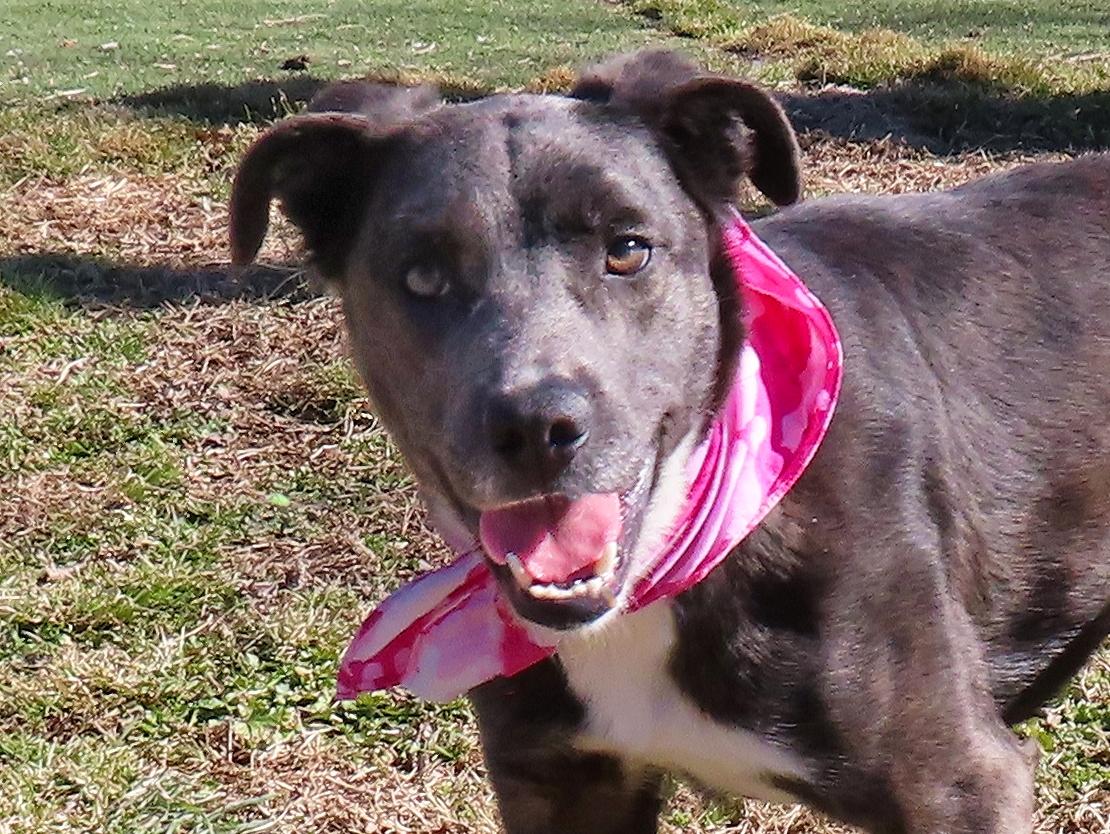 Enlarge Mira  26C-340, a ADOPTABLE mixed breed in Rogers, AR image 1/5