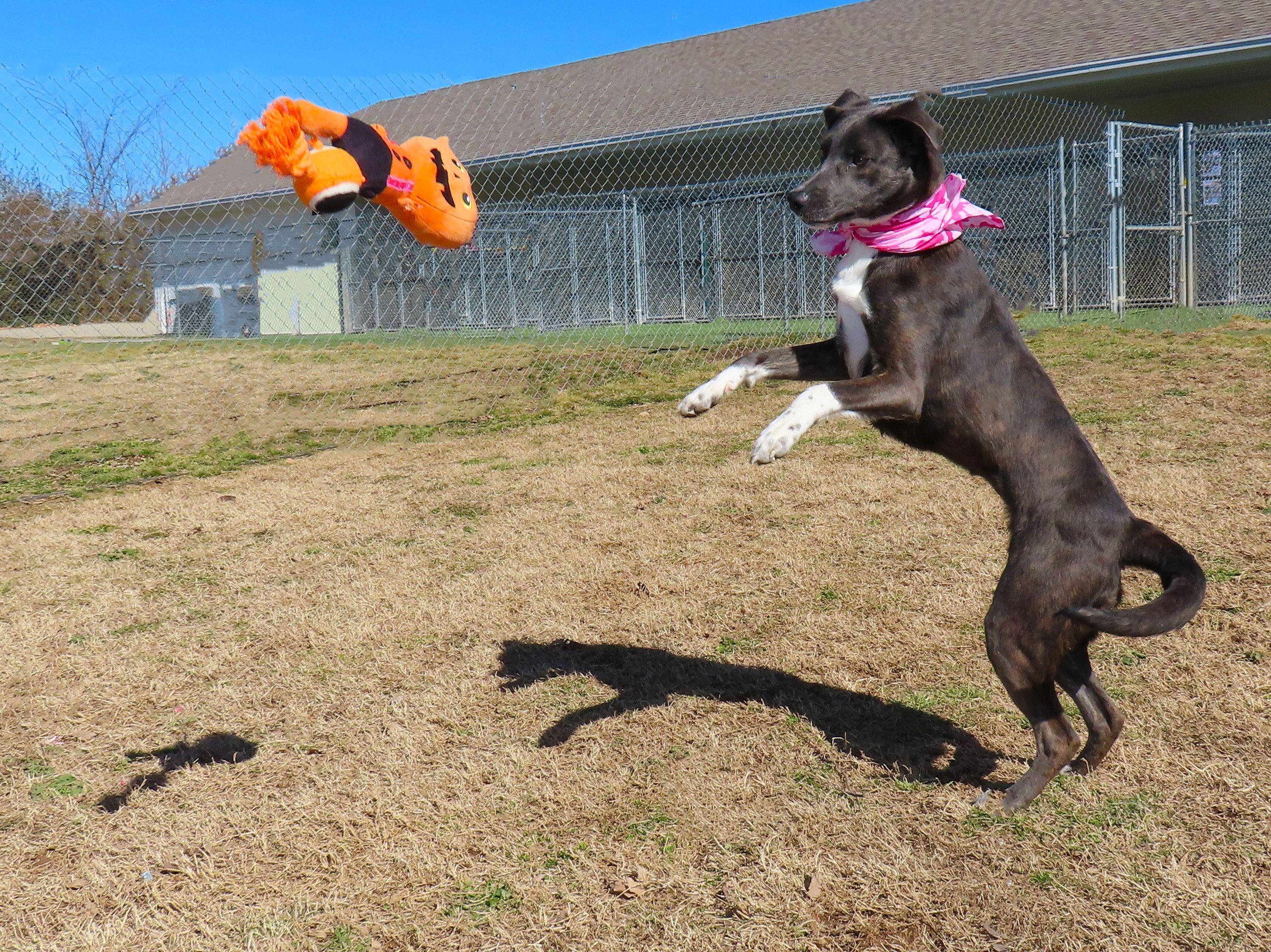 Enlarge Mira  26C-340, a ADOPTABLE mixed breed in Rogers, AR image 2/5