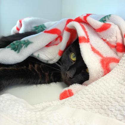 Enlarge Smokey (Bashful Buddy), a Adoptable mixed breed in Wheaton, IL image 1/2