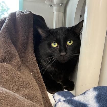 Enlarge Smokey (Bashful Buddy), a Adoptable mixed breed in Wheaton, IL image 2/2