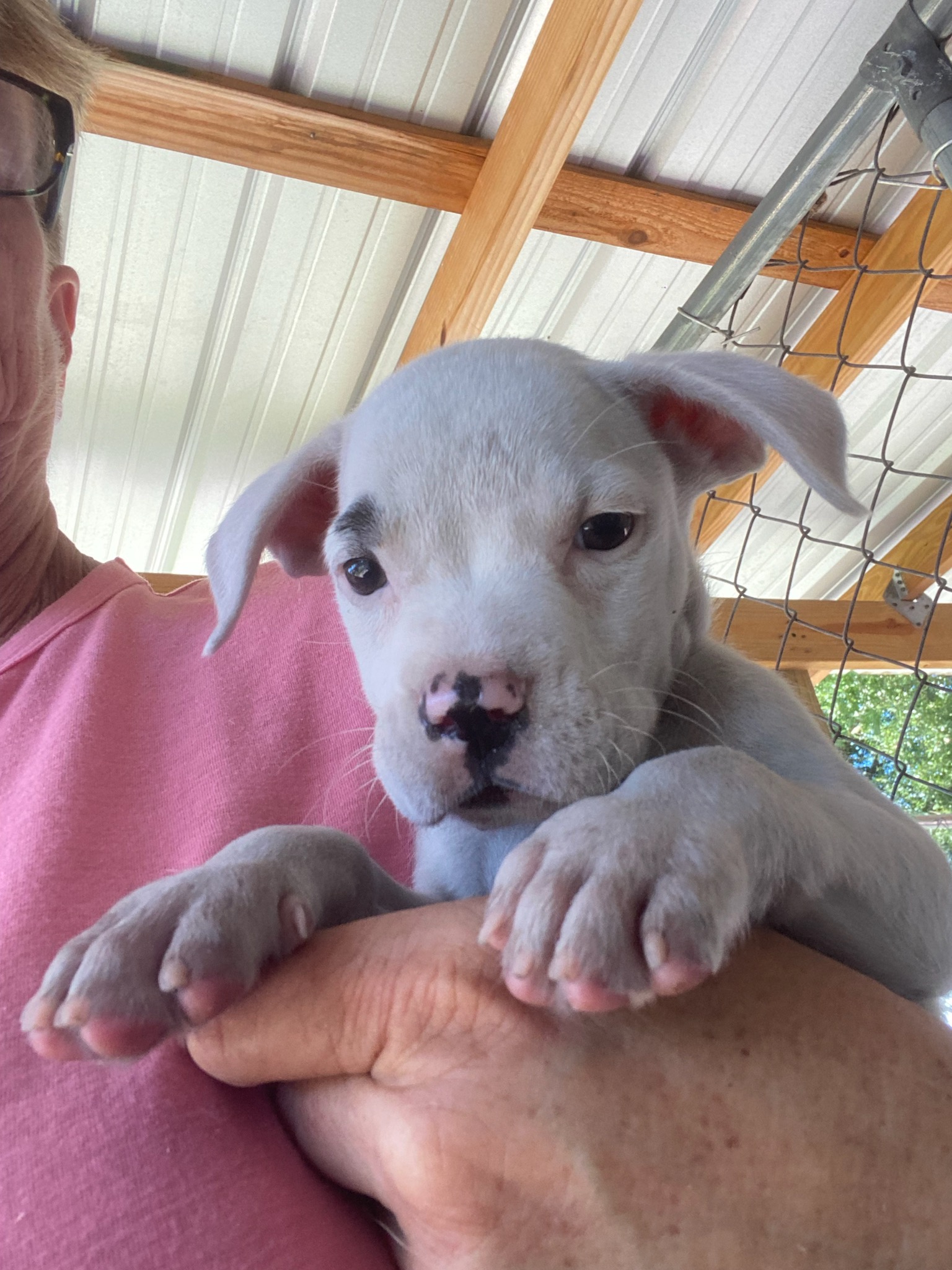 Spot, an adopted American Bulldog in Saint Augustine, FL_image-1