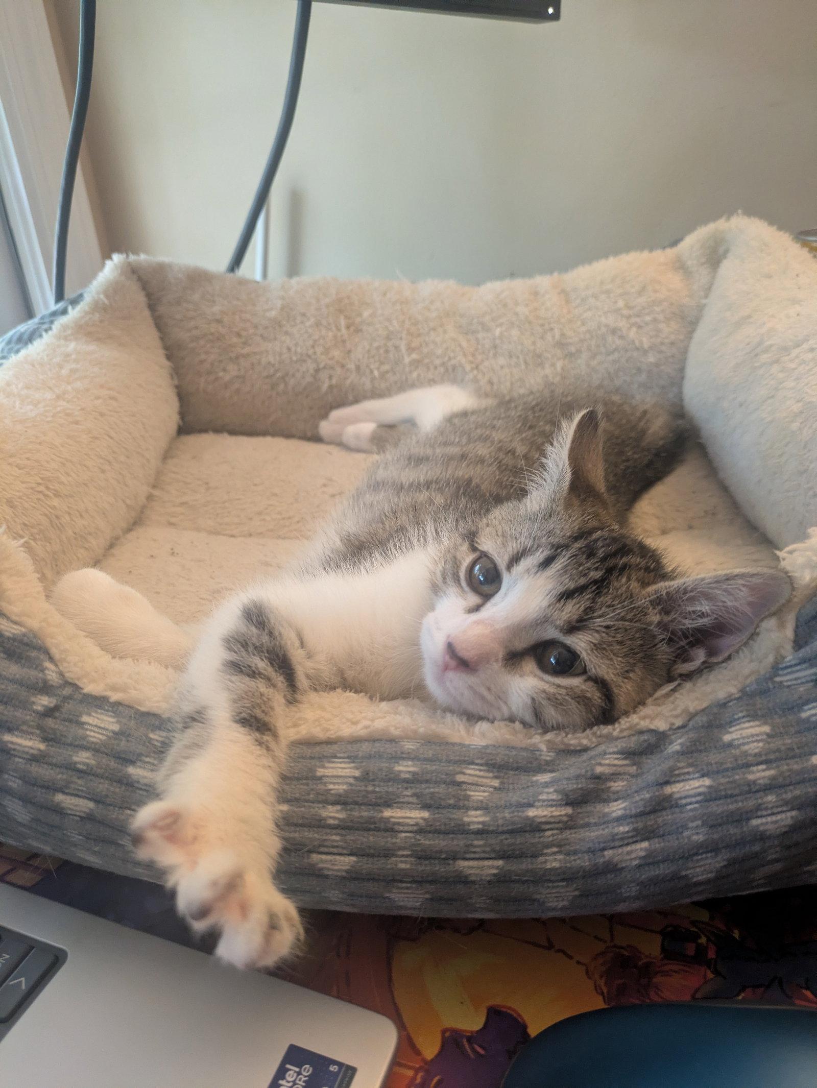 Enlarge Pua, a Adoptable mixed breed in Alpharetta, GA image 2/3