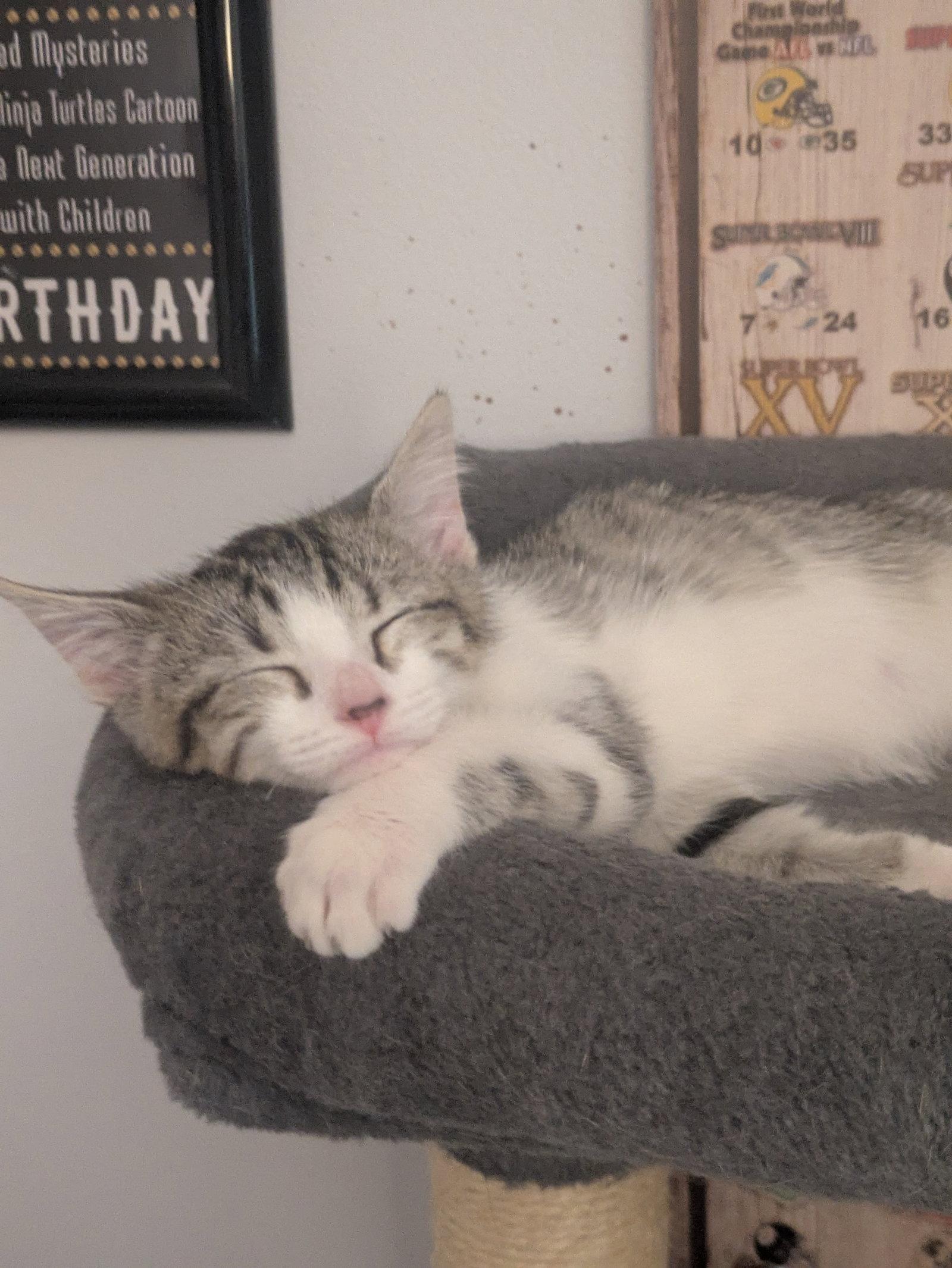 Enlarge Pua, a Adoptable mixed breed in Alpharetta, GA image 3/3