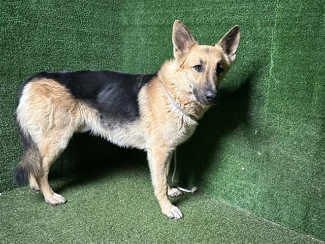 YANDEL, Adoptable, Adult Male German Shepherd Dog.