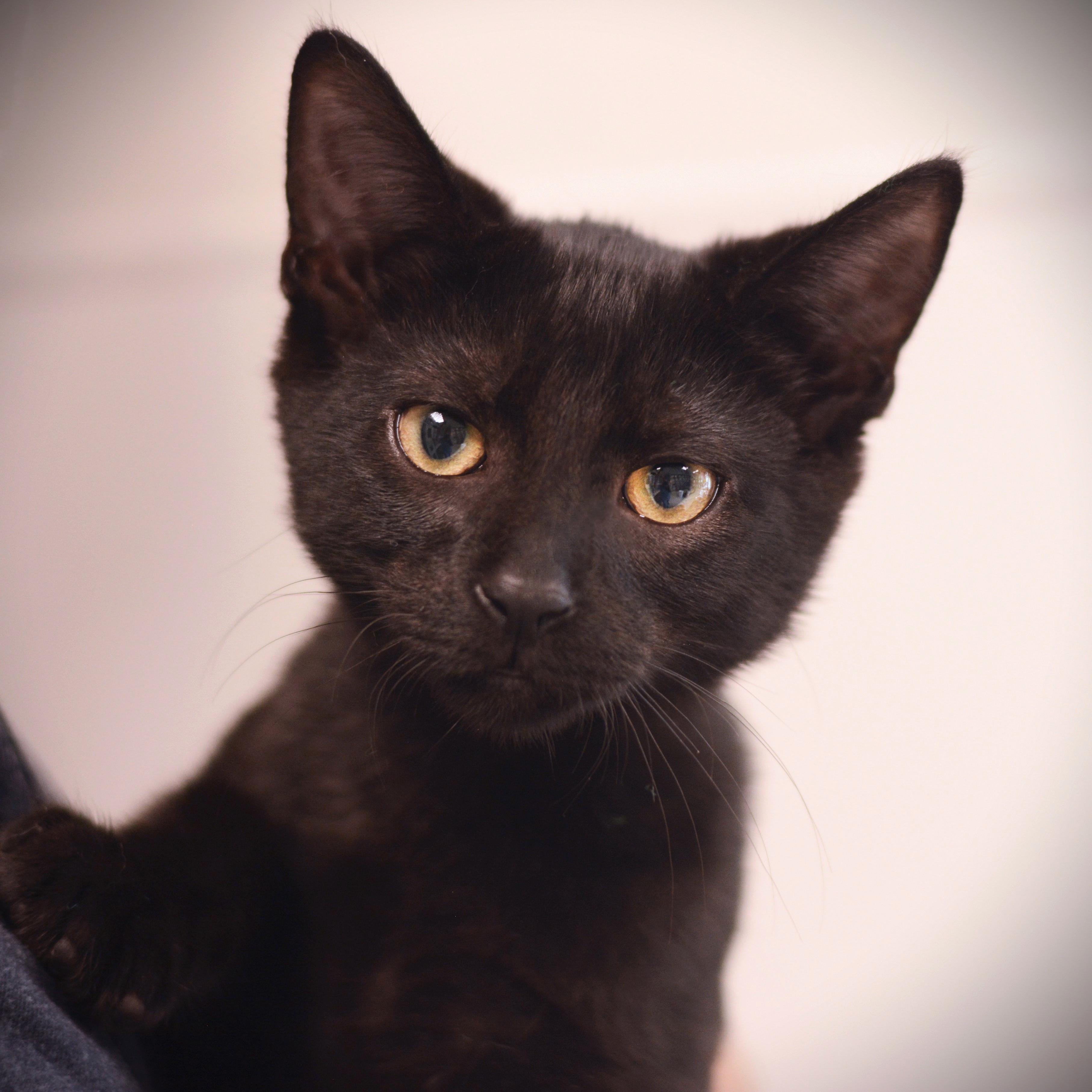 Enlarge Tootsie, a Adoptable Domestic Short Hair in Amsterdam, NY image 1/1
