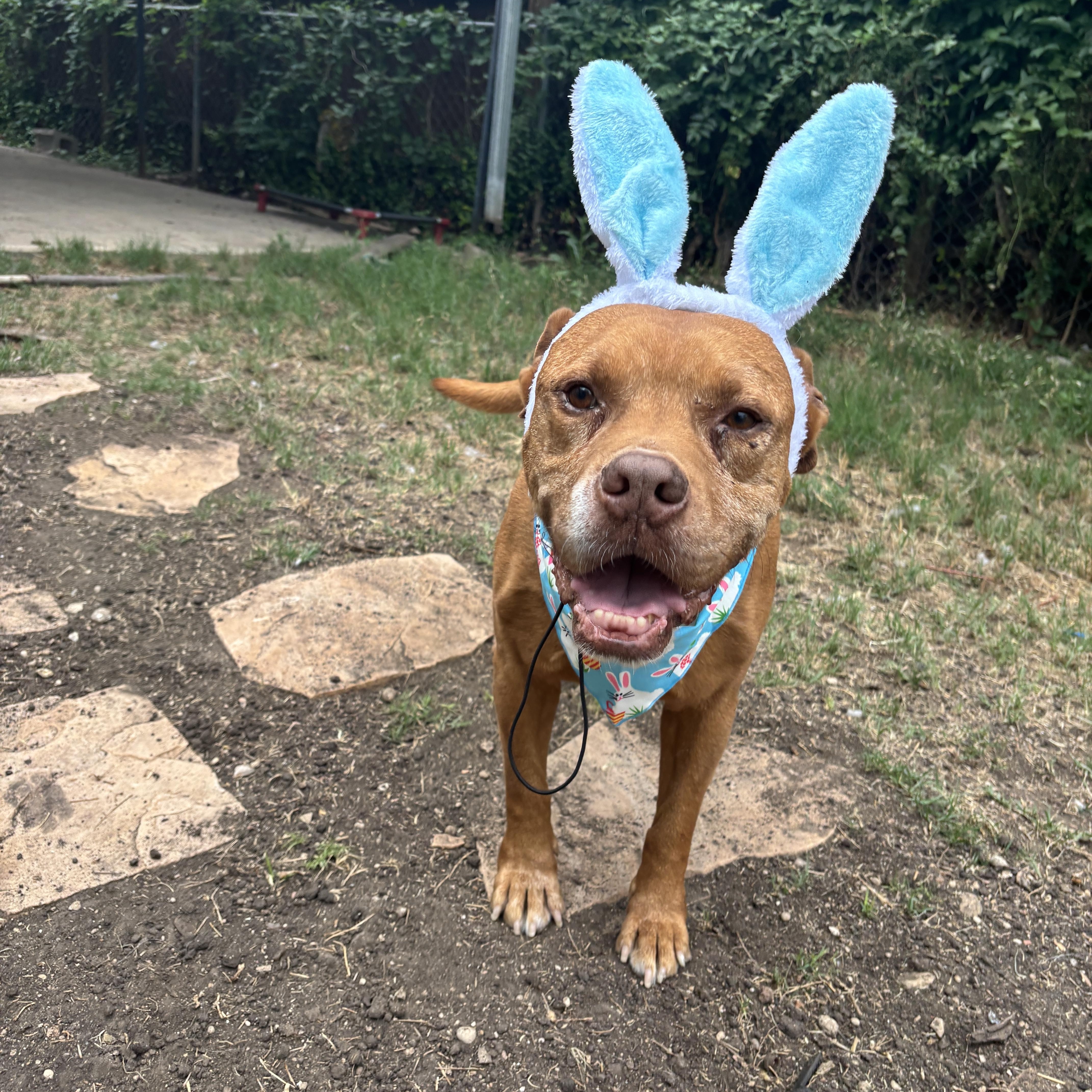 Jay, Adoptable, Senior Male Bulldog.