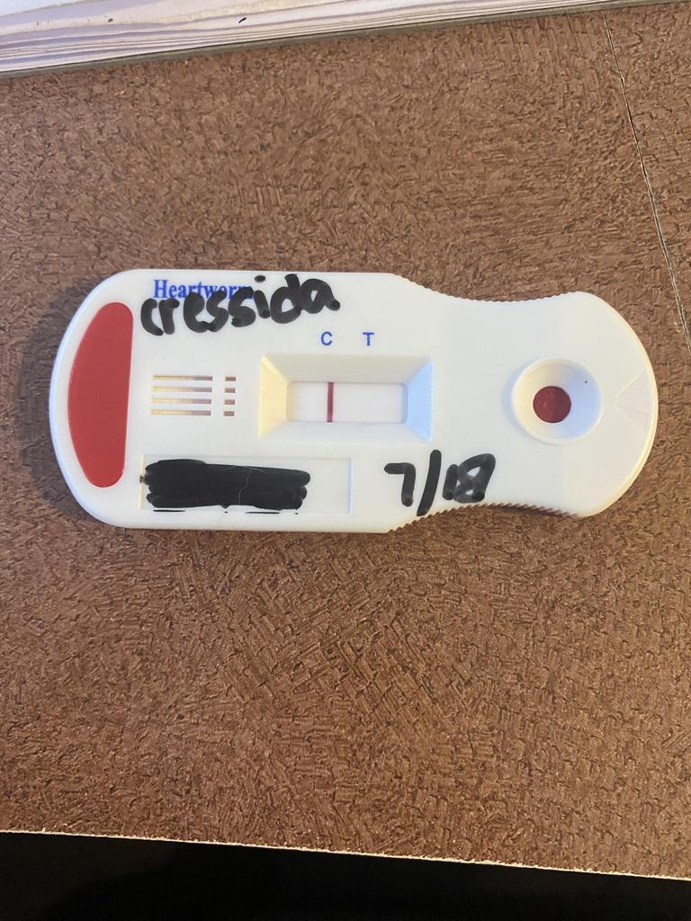 Enlarge CRESSIDA COWPER, a Adoptable mixed breed in Florence, SC image 2/4