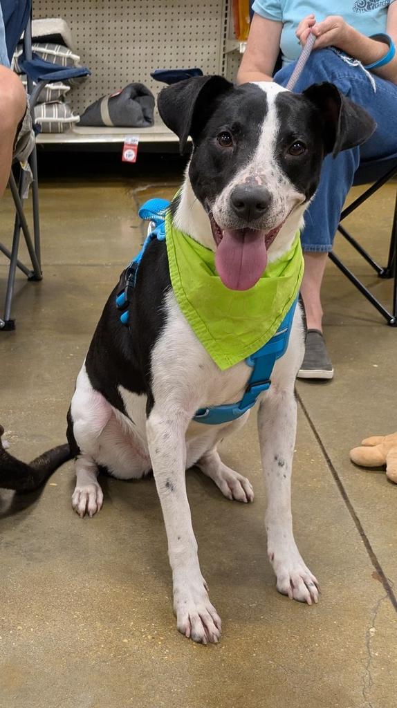 Enlarge CRESSIDA COWPER, a Adoptable mixed breed in Florence, SC image 2/4