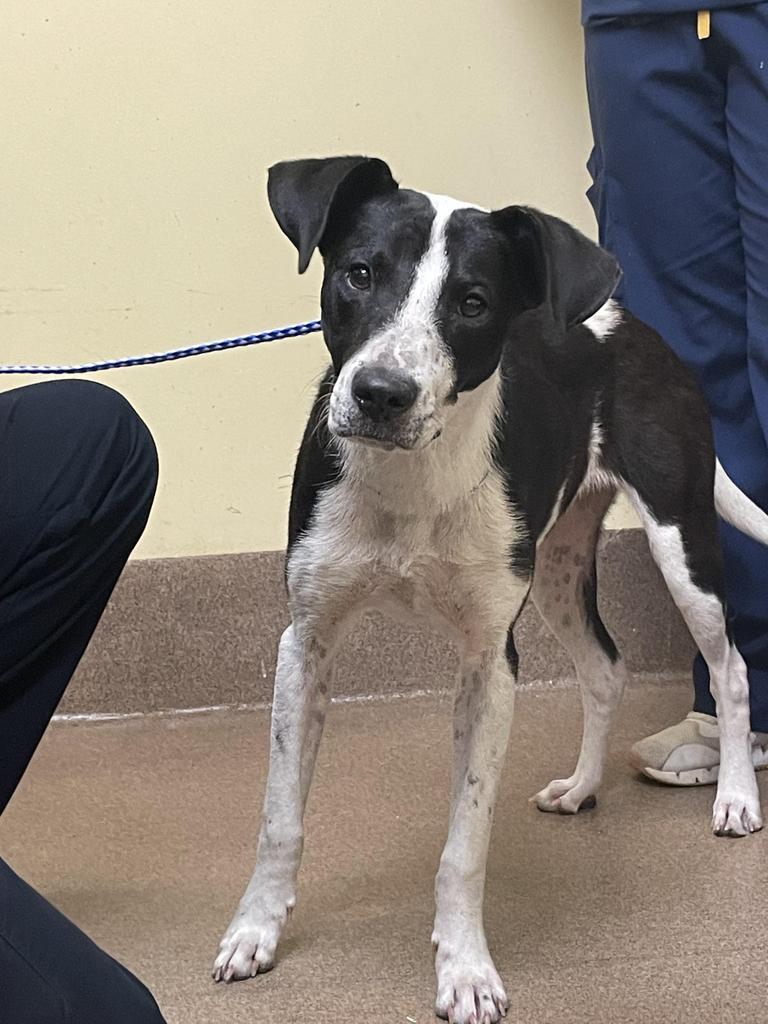 Enlarge CRESSIDA COWPER, a Adoptable mixed breed in Florence, SC image 3/4