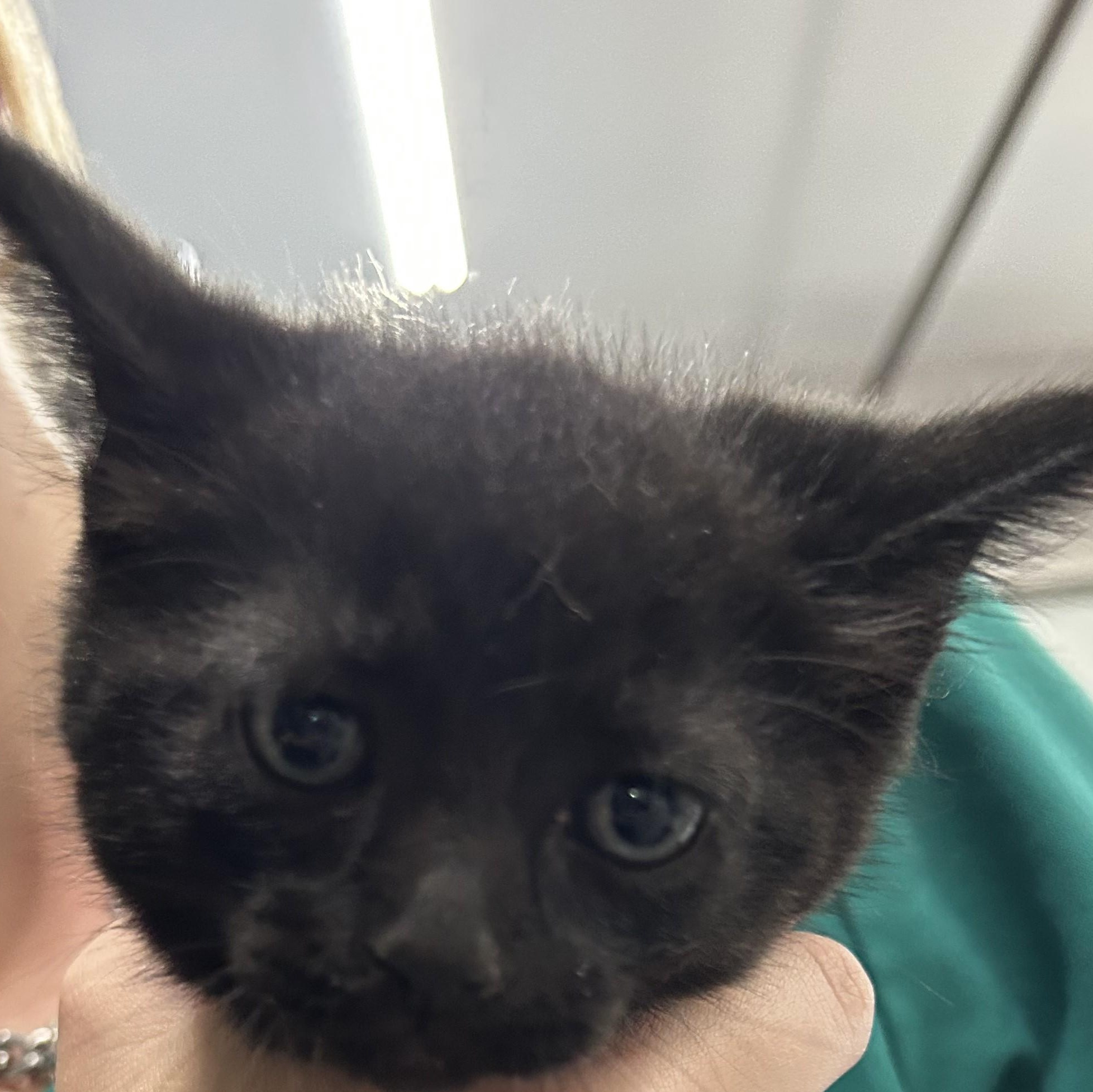 Cinder, Baby Male unknown