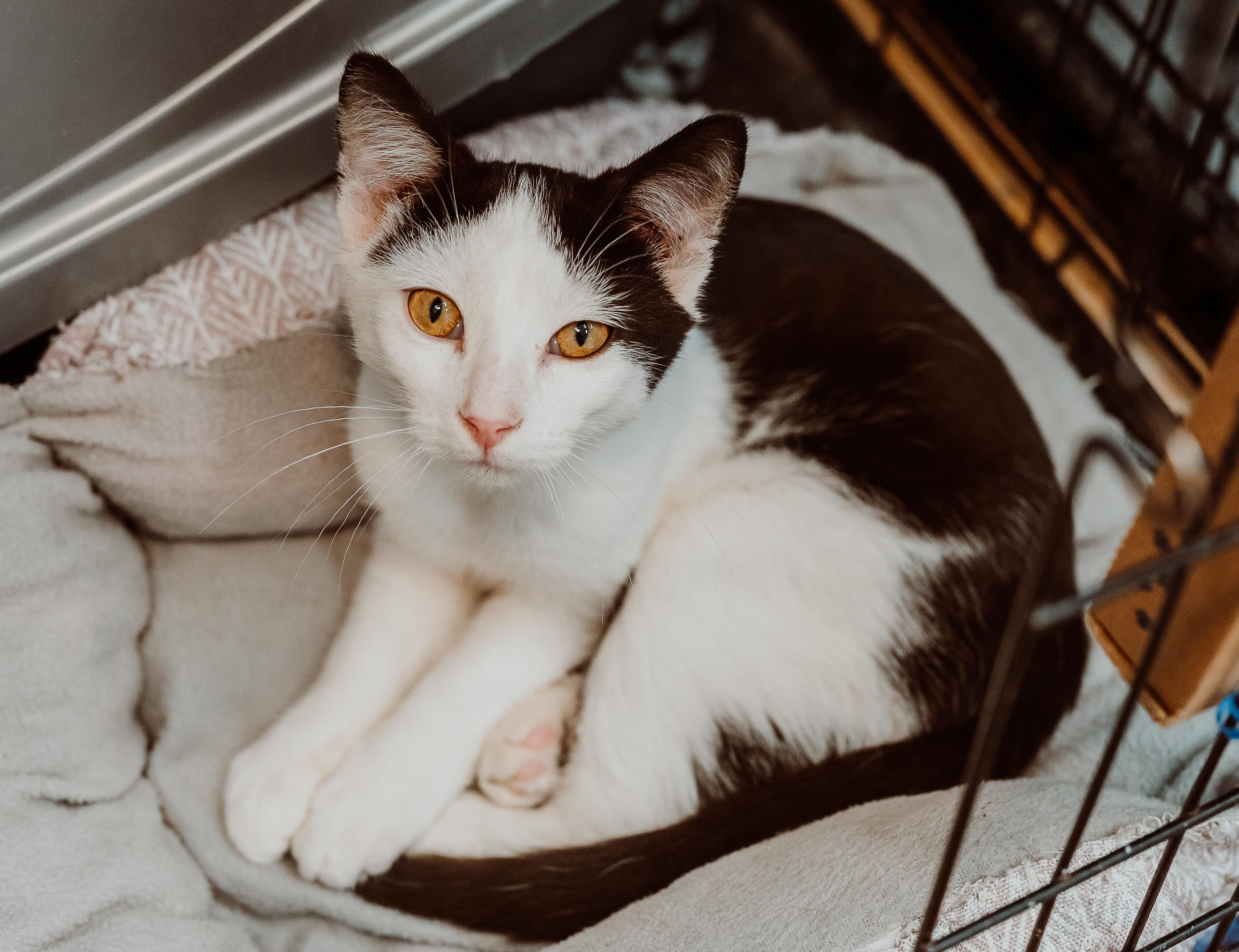 Monte, Adoptable, Kitten Male Domestic Short Hair.