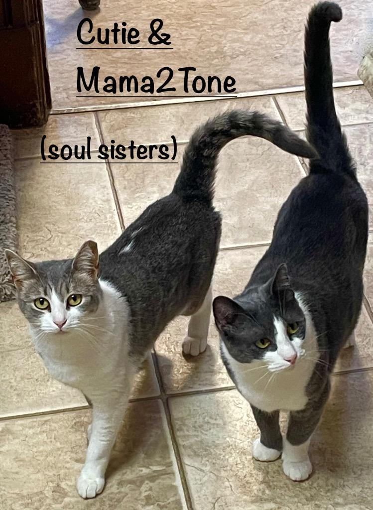 Cutie, Adoptable, Adult Female Domestic Short Hair.