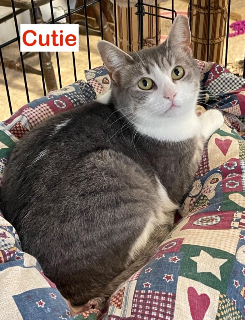Enlarge Cutie, a Adoptable mixed breed in Westfield, NY image 1/2