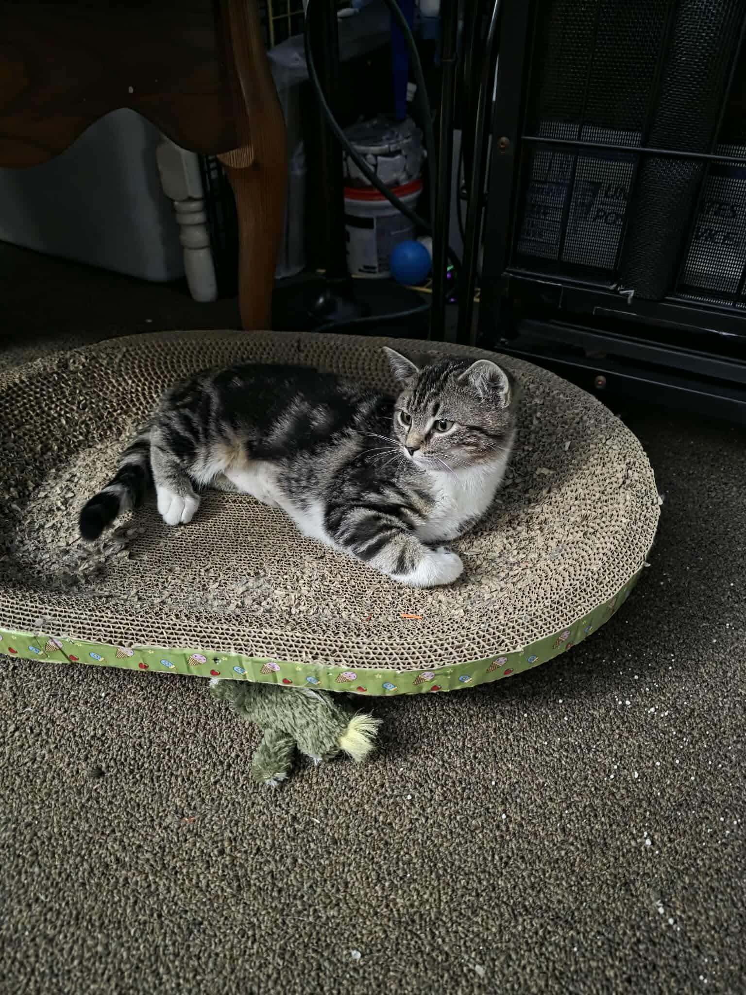 Mama Jr., ADOPTABLE, Young Female Domestic Short Hair.