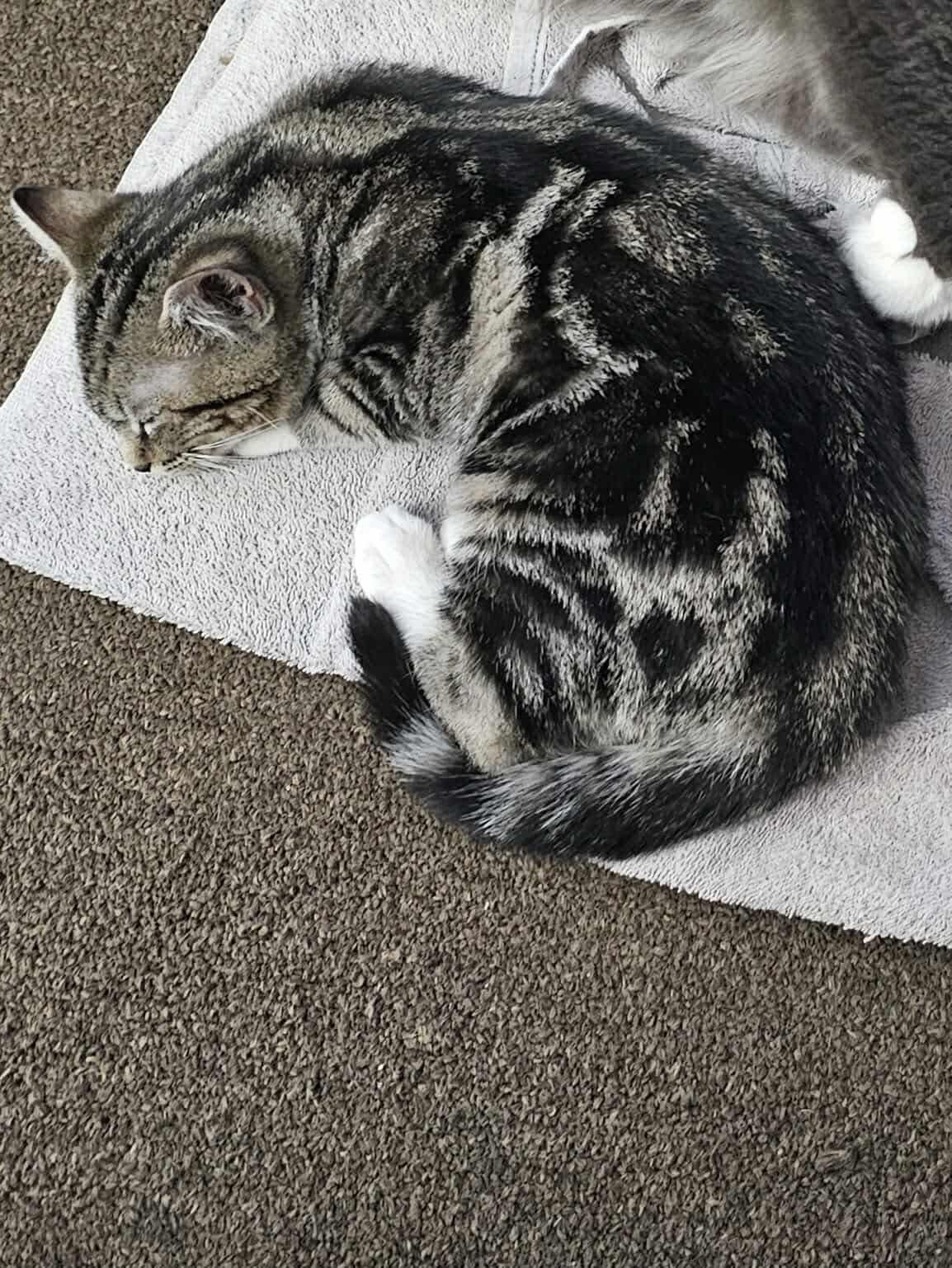 Enlarge Mama Jr., a ADOPTABLE Domestic Short Hair in Belchertown, MA image 2/3