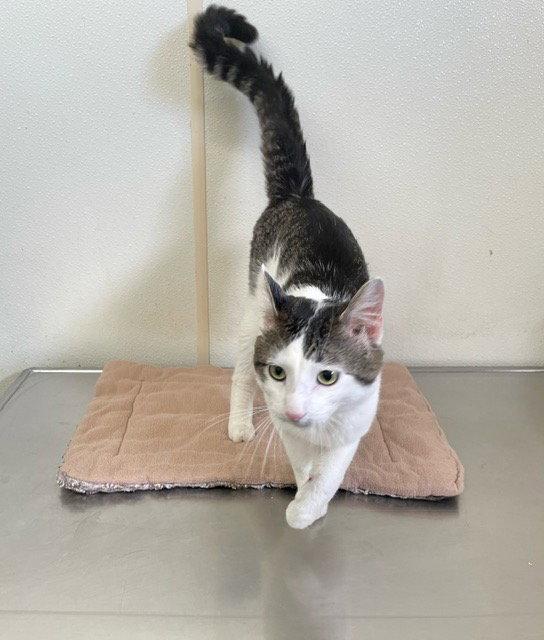Bentley - Black & Brown Striped - #18, Adoptable, Adult Male Domestic Short Hair.