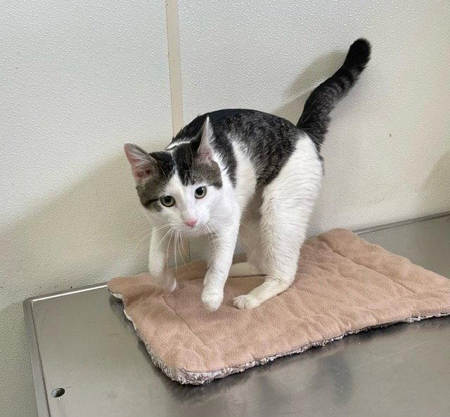 Enlarge Bentley - Black & Brown Striped - #18, a Adoptable Domestic Short Hair in Mitchell, SD image 2/2