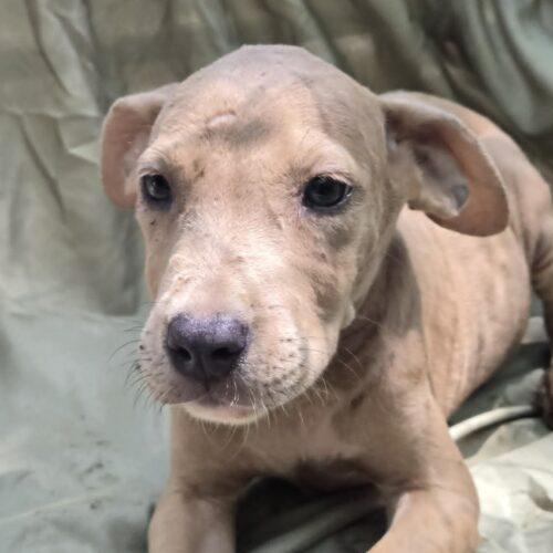 Andrew, Adoptable, Puppy Male Plott Hound & Feist.