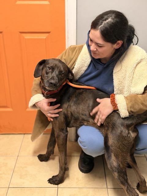 Enlarge Jax, a Adoptable mixed breed in Sparta, NJ image 1/6