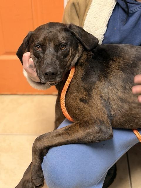 Enlarge Jax, a Adoptable mixed breed in Sparta, NJ image 2/6