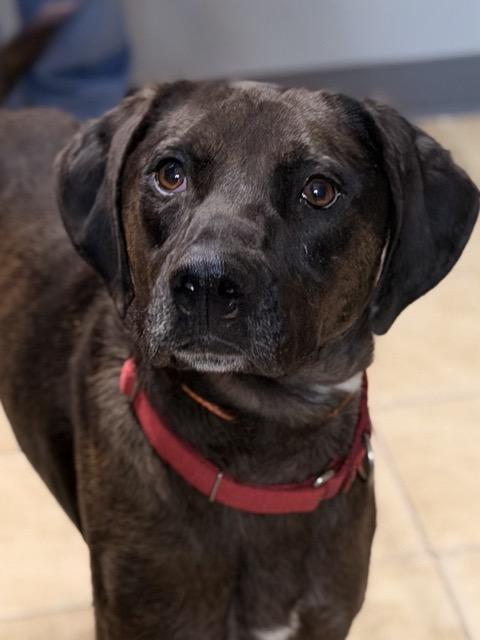 Enlarge Jax, a Adoptable mixed breed in Sparta, NJ image 4/6