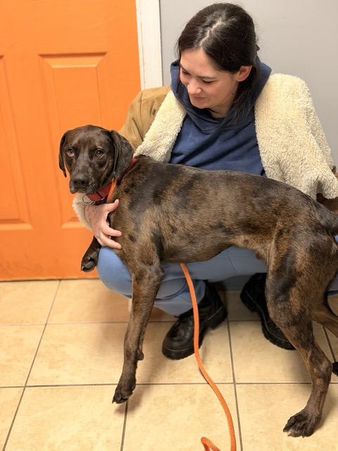 Enlarge Jax, a Adoptable mixed breed in Sparta, NJ image 5/6