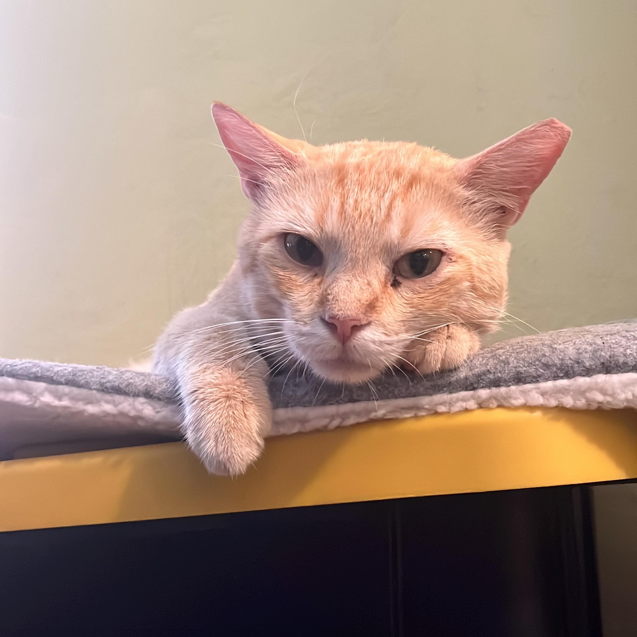 Batey, a Adoptable Domestic Short Hair in East Boston, MA image 5/6