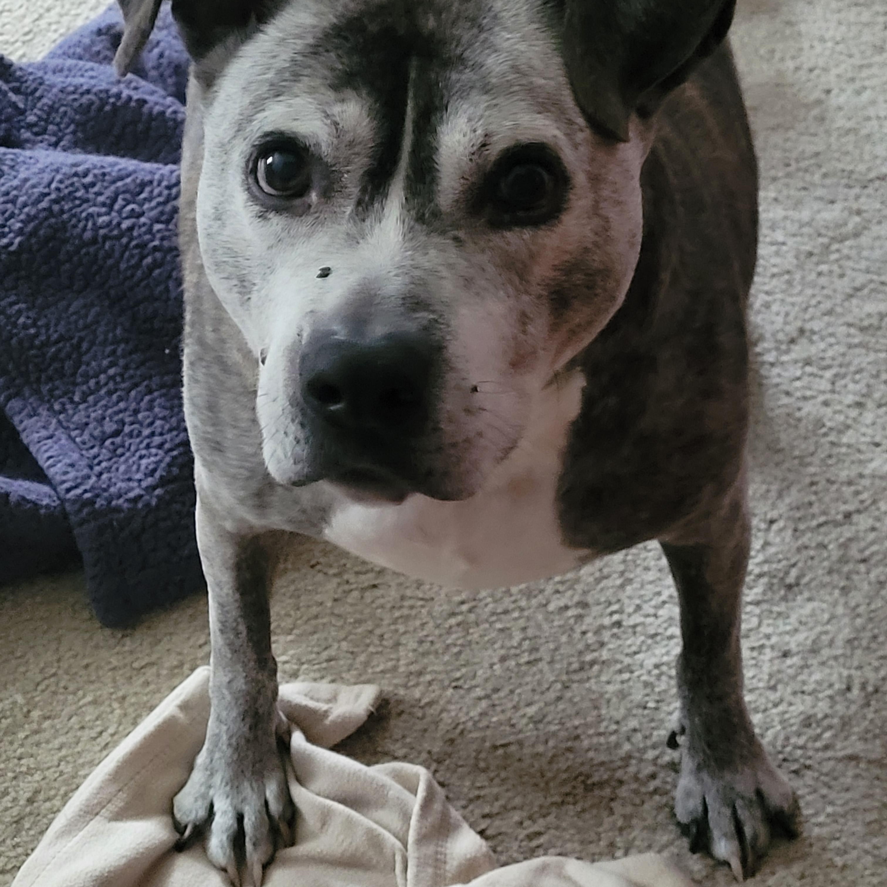 Jessie