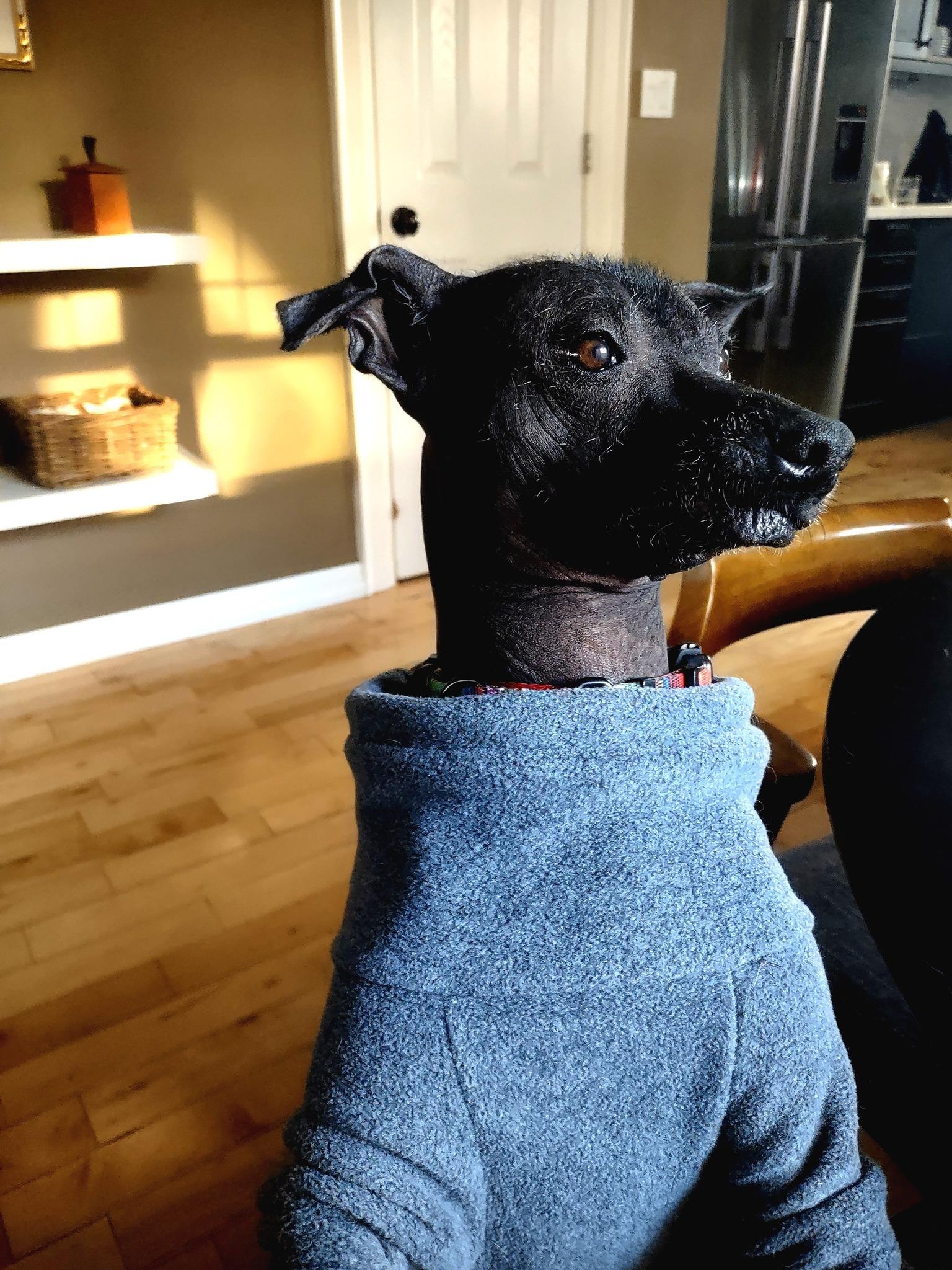 Gunny, Adopted, Adult Female Xoloitzcuintli / Mexican Hairless.