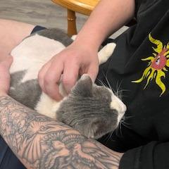 Clove Mochi, Adoptable, Adult Female Domestic Short Hair.