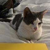 Clove Mochi, a Adoptable Domestic Short Hair in St. Louis, MO image 2/3