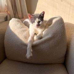 Clove Mochi, a Adoptable Domestic Short Hair in St. Louis, MO image 3/3