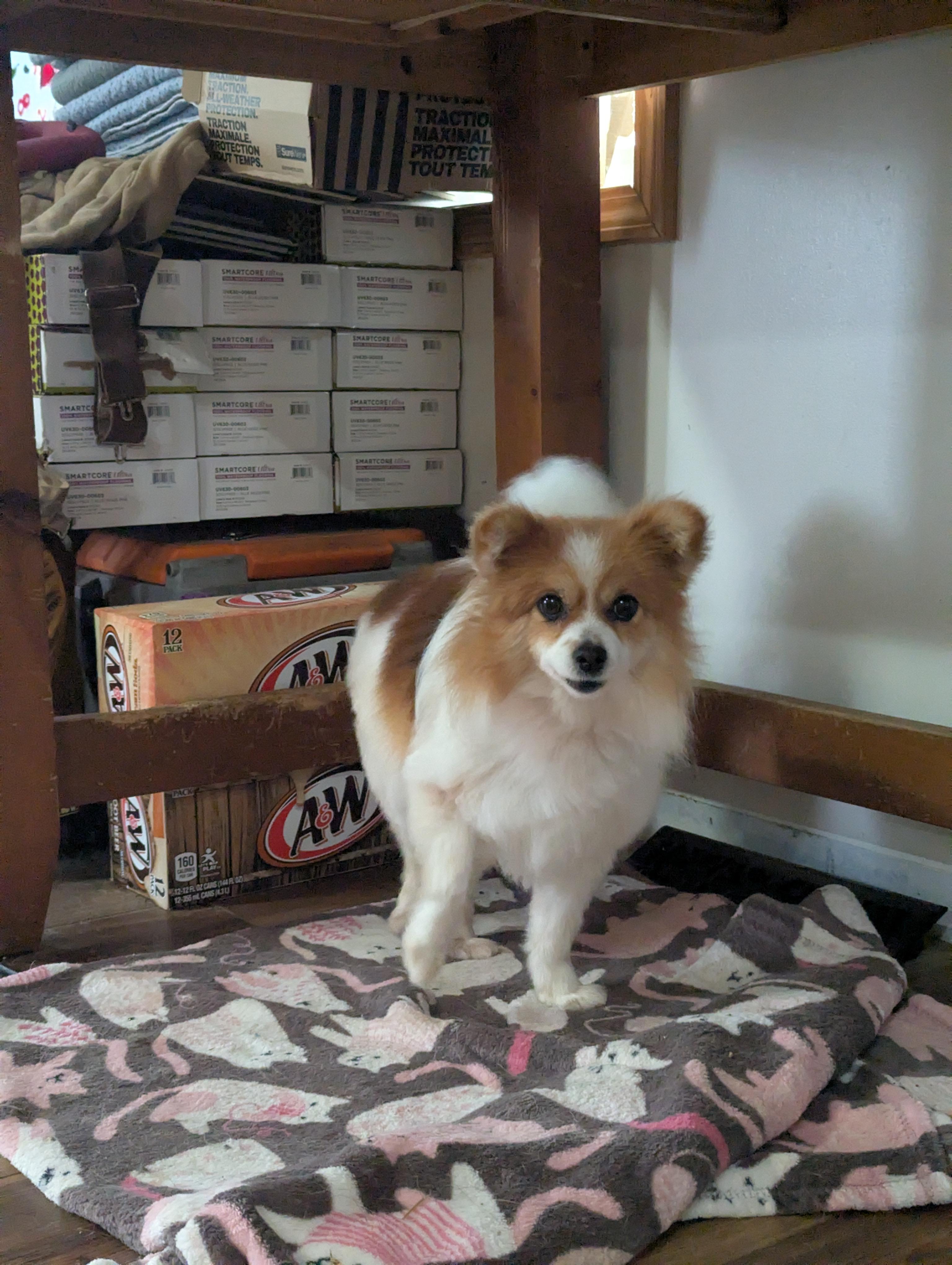 Enlarge Sasha , a ADOPTABLE mixed breed in Cowlesville, NY image 3/3