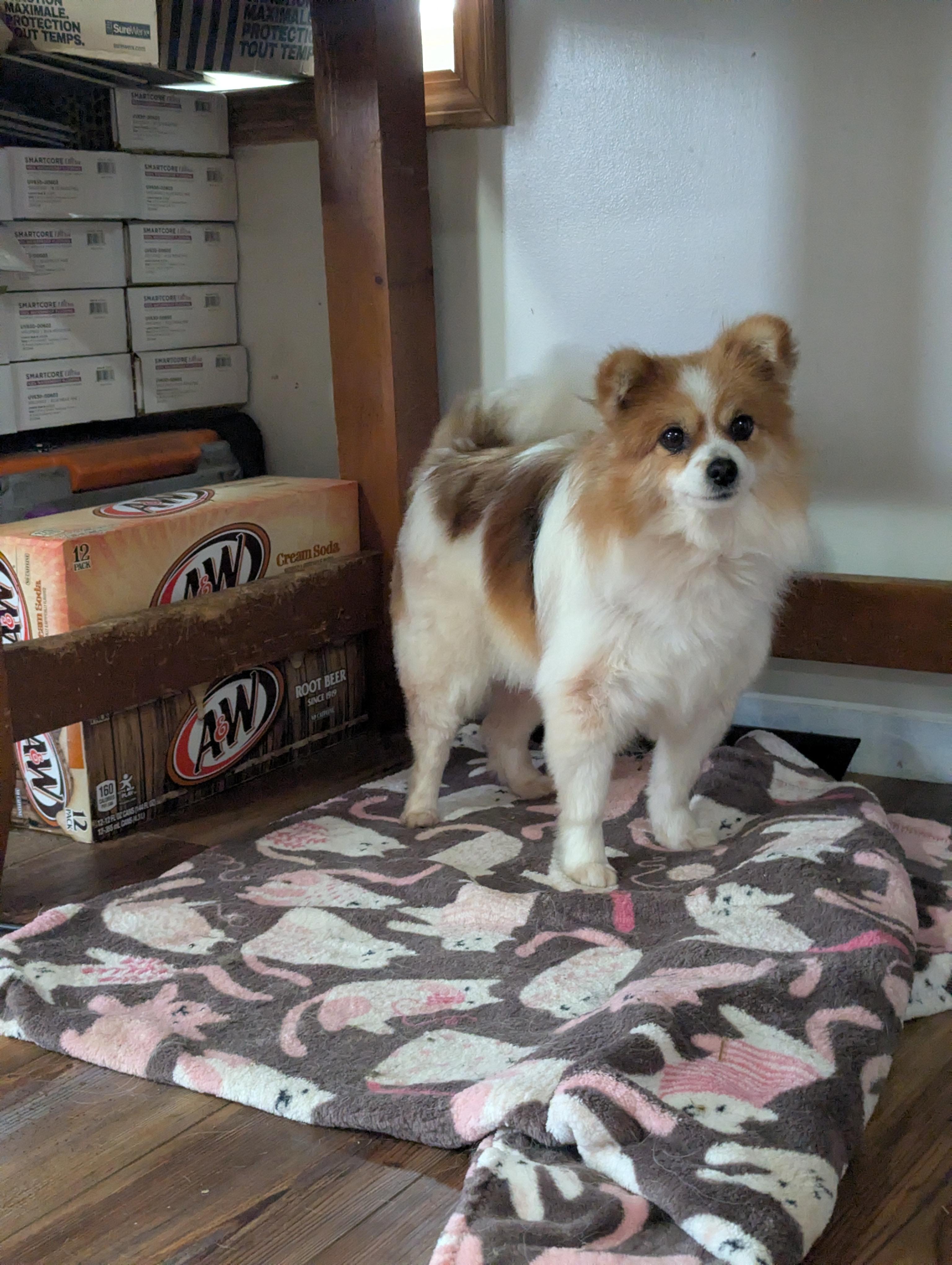 Sasha , ADOPTABLE, Adult Female Pomeranian.