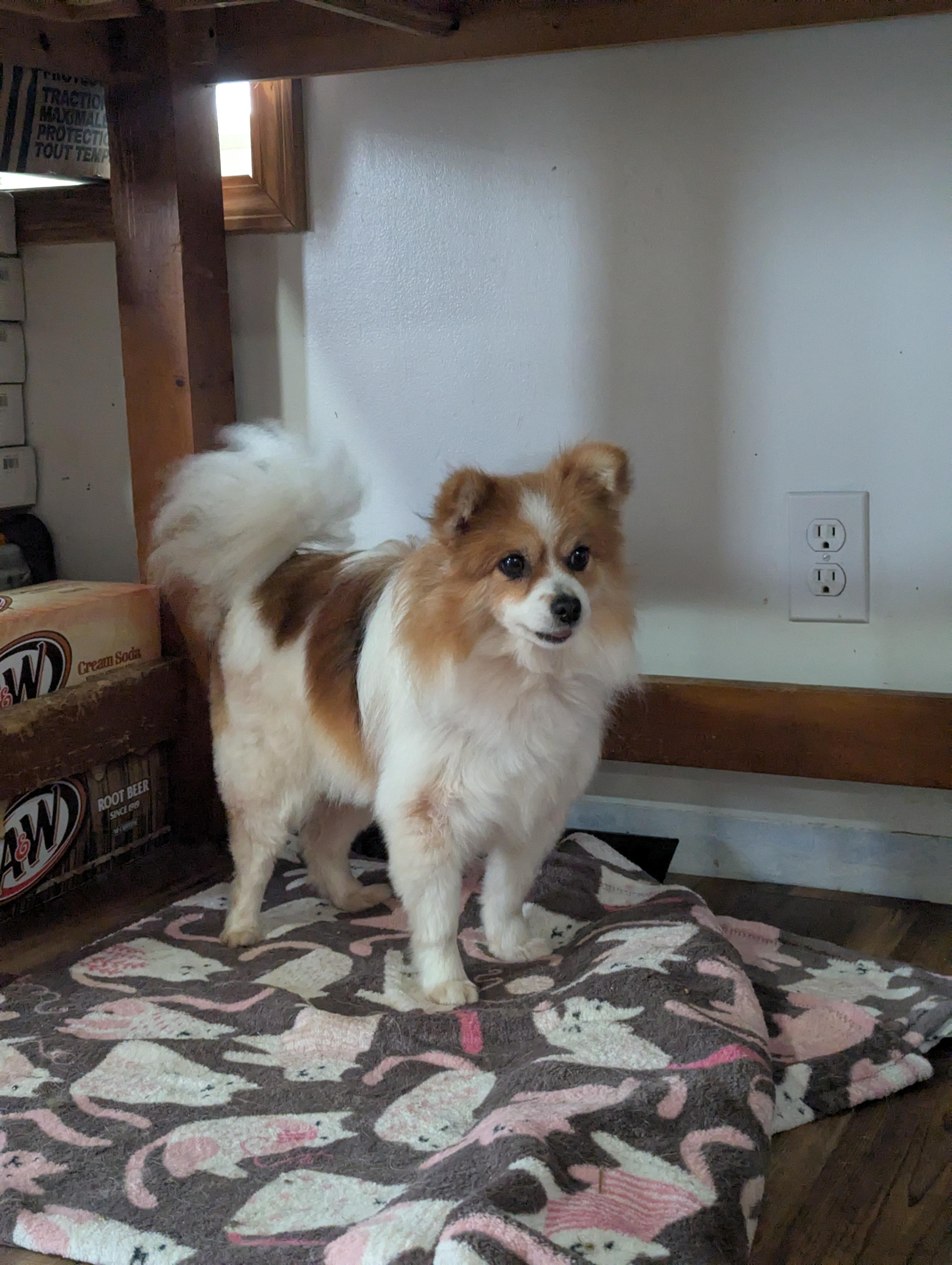 Enlarge Sasha , a ADOPTABLE mixed breed in Cowlesville, NY image 2/3