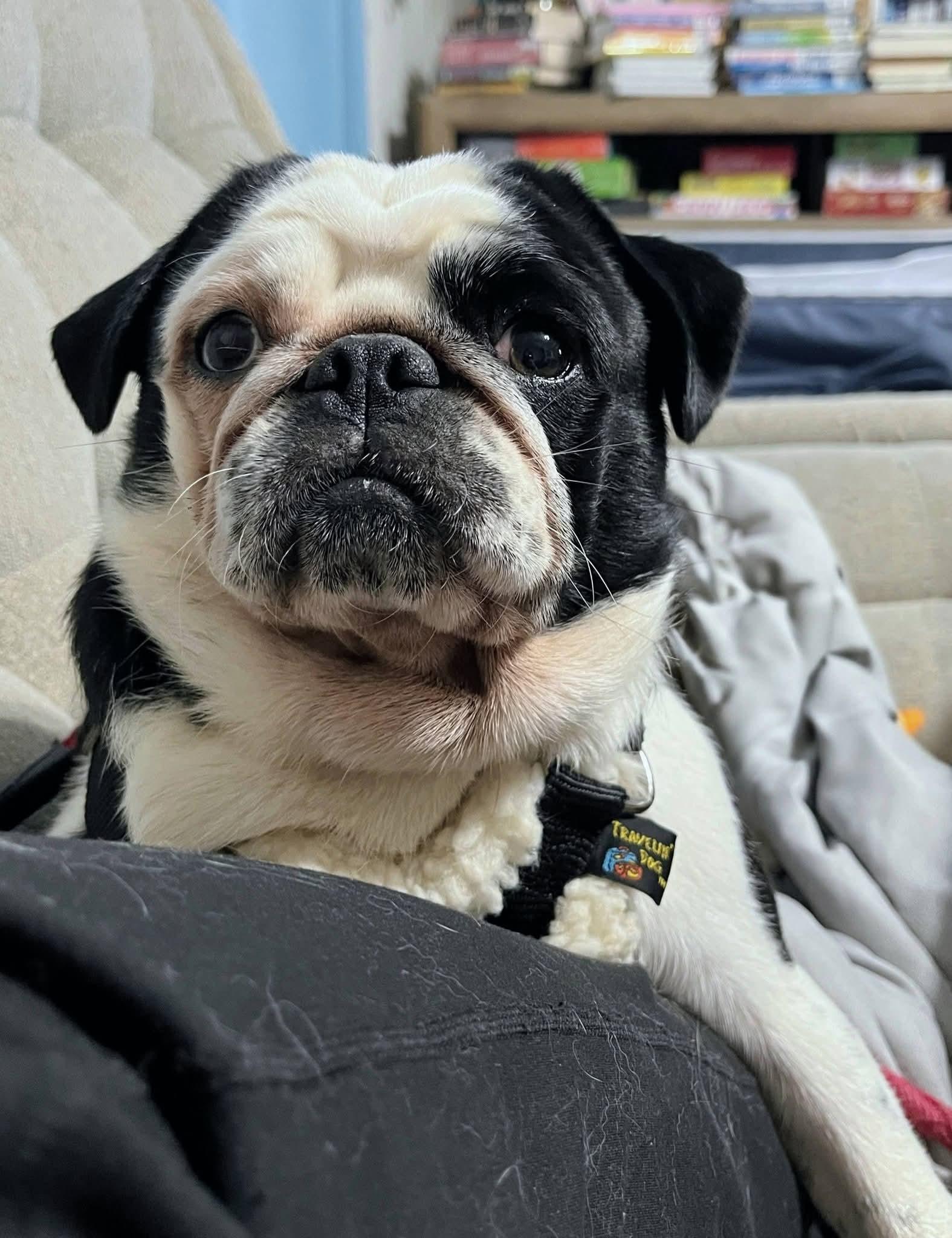 Journey, adopted, Young Male Pug.