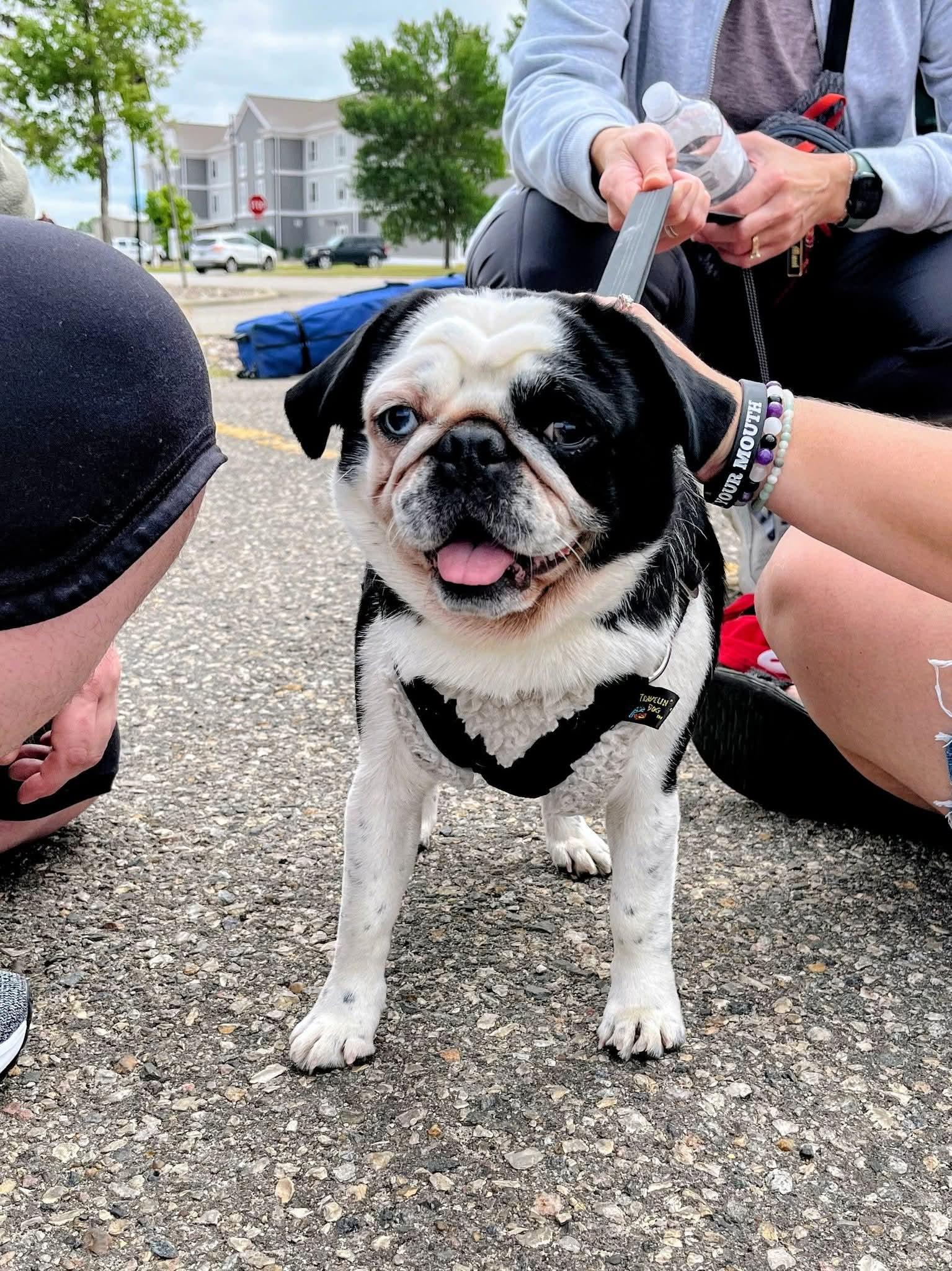 Journey, an adopted Pug in Sawyer, ND image 4/5
