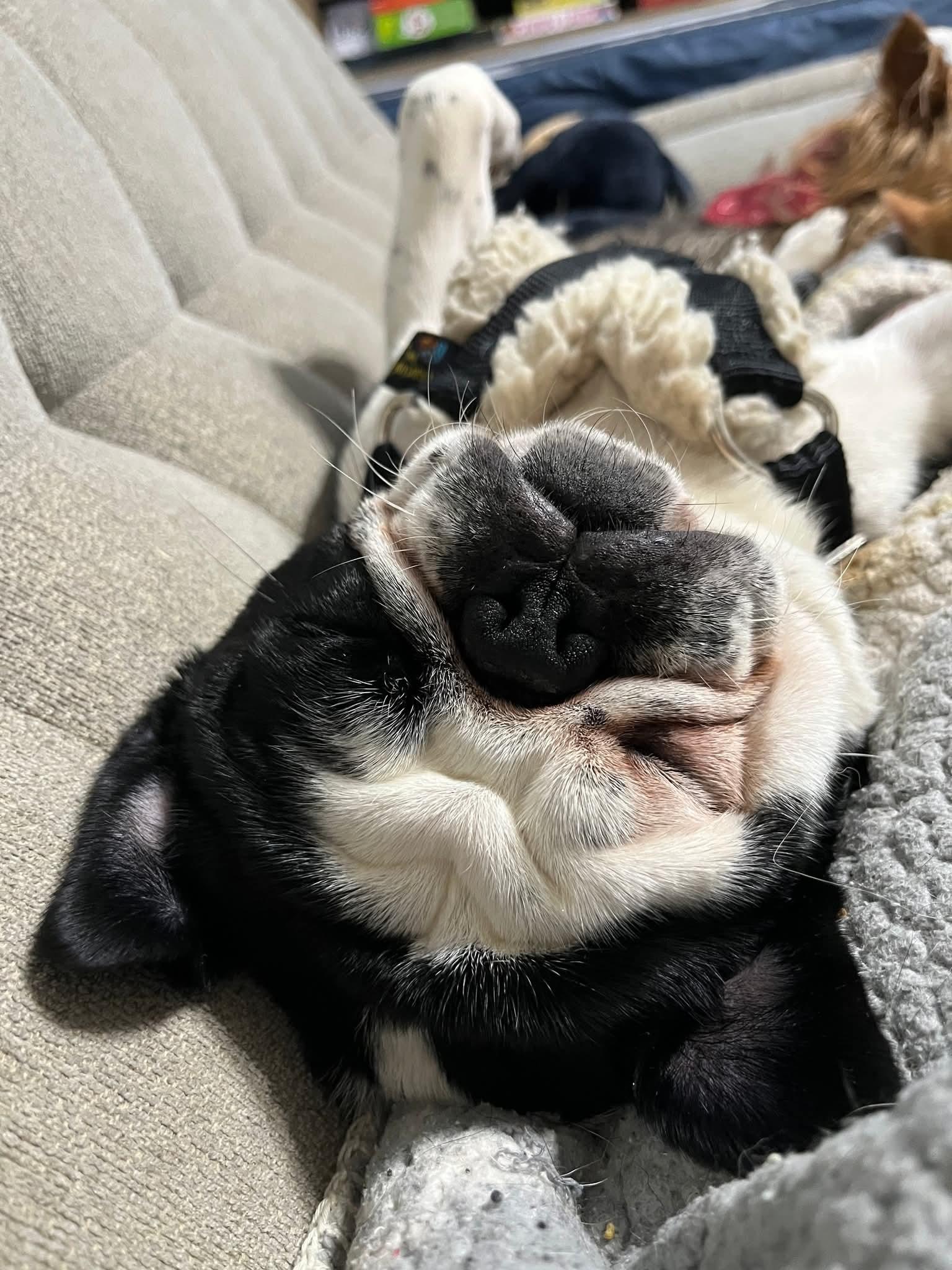 Journey, an adopted Pug in Sawyer, ND image 3/5