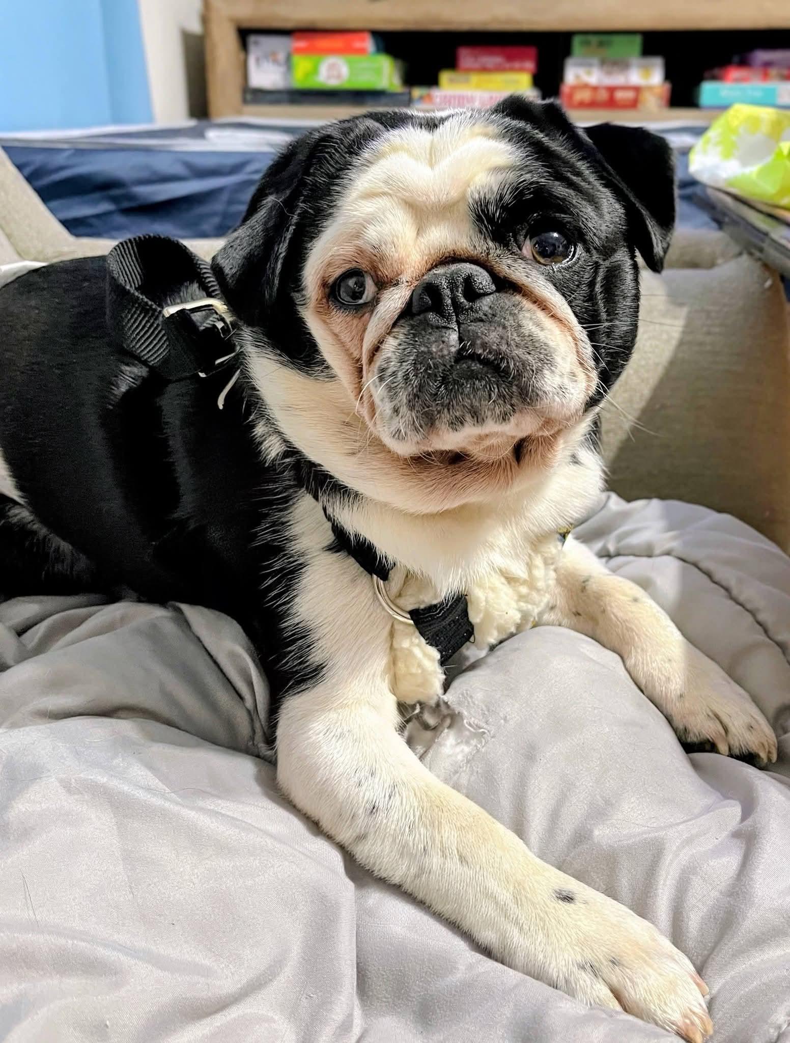 Journey, an adopted Pug in Sawyer, ND image 2/5