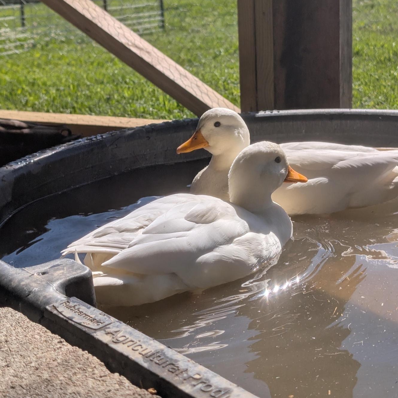 Raspberry, Blueberry, & Strawberry, an adopted Duck in Cooperstown, NY image 5/6