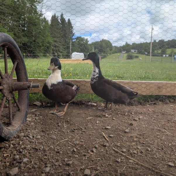 Raspberry, Blueberry, Strawberry, Pear, and Apple, a ADOPTABLE Duck in Cooperstown, NY image 3/5