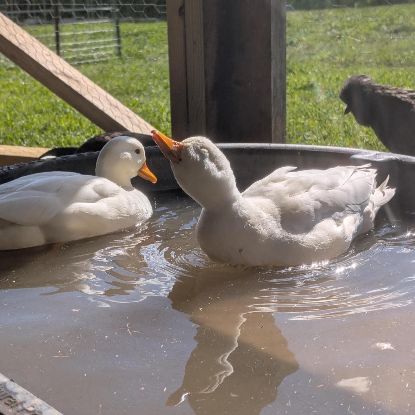Raspberry, Blueberry, & Strawberry, an adopted Duck in Cooperstown, NY image 3/6