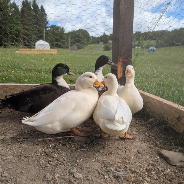 Raspberry, Blueberry, Strawberry, Pear, and Apple, ADOPTABLE, Adult Male Duck.