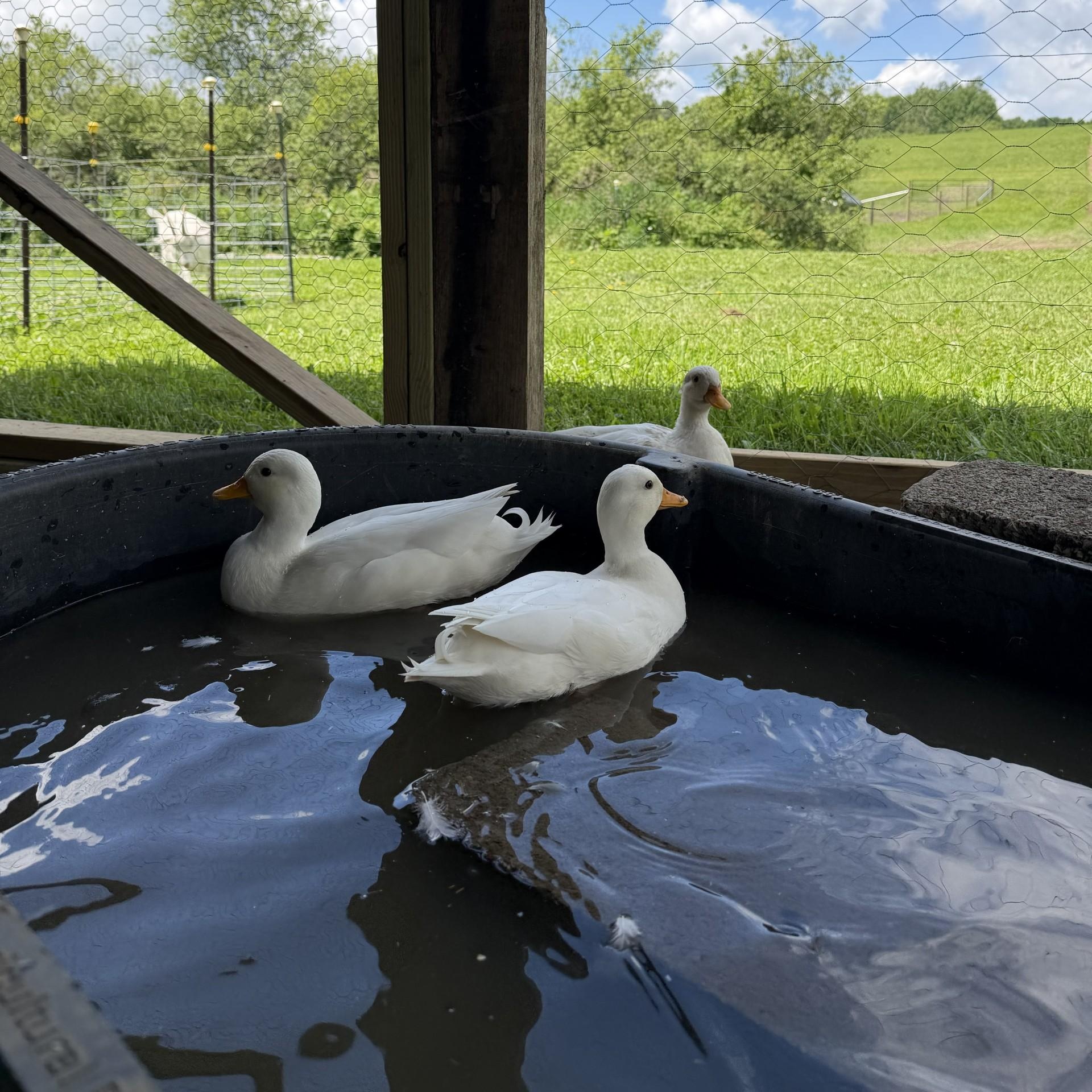 Raspberry, Blueberry, & Strawberry, an adopted Duck in Cooperstown, NY image 2/6