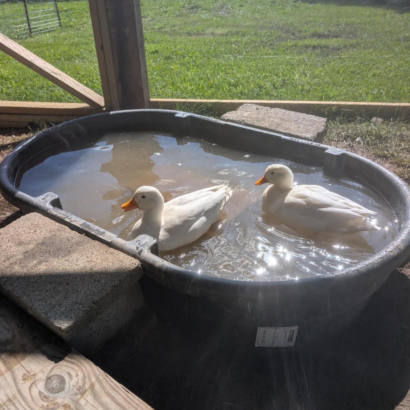 Raspberry, Blueberry, & Strawberry, an adopted Duck in Cooperstown, NY image 6/6