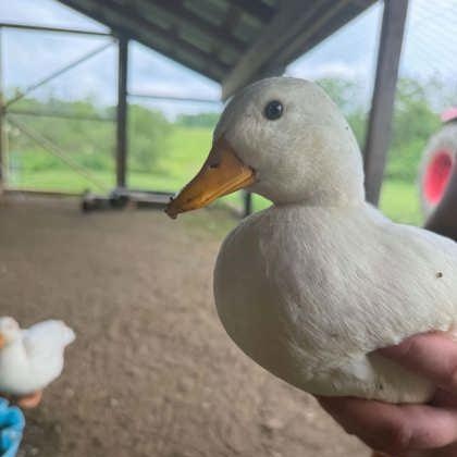 Raspberry, Blueberry, Strawberry, Pear, and Apple, a ADOPTABLE Duck in Cooperstown, NY image 5/5