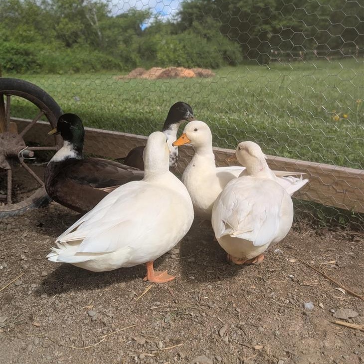 Raspberry, Blueberry, Strawberry, Pear, and Apple, a ADOPTABLE Duck in Cooperstown, NY image 4/5